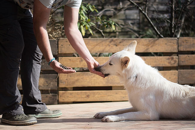 kako hraniti psa iz roke