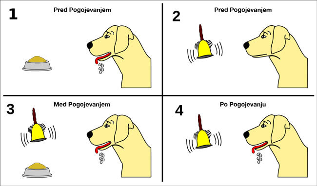Klasicno Pogojevanje Pri Psih - Pasji Šolar