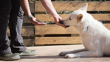 kako hraniti psa iz roke
